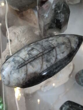 Fossil